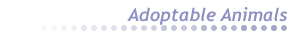 adoptable animals