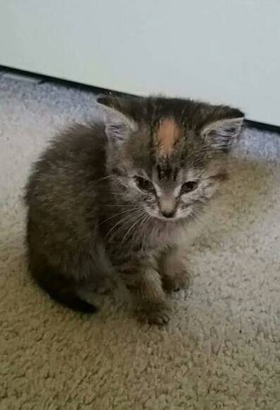 Quincy - Click for profile information
