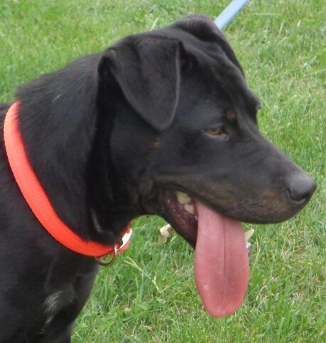 Lyla - Click for profile information