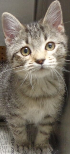 Prancer - Click for profile information