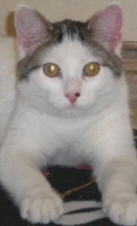 Gigi - Click for profile information