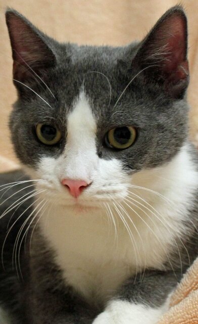 Willow - Click for profile information