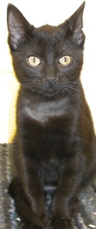 Poppy - Click for profile information