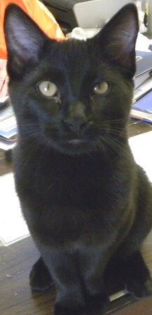 Danny Boy - Click for profile information