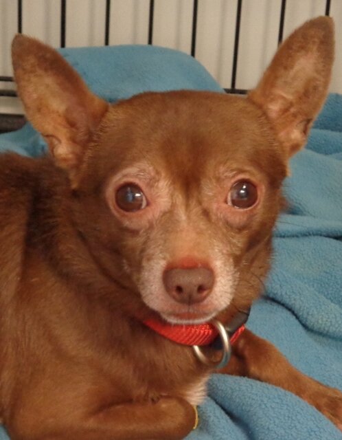 View our featured pet, Harley!