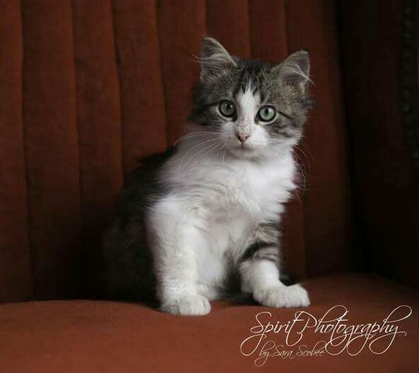 Alladin - Click for profile information